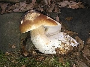 Klikni pro velký obrázek