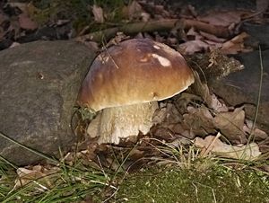 Klikni pro velký obrázek