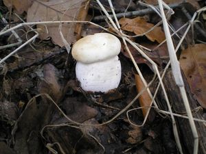 Klikni pro velký obrázek