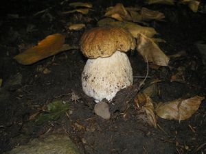 Klikni pro velký obrázek