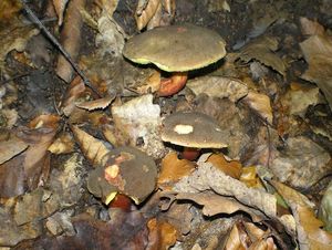 Klikni pro velký obrázek