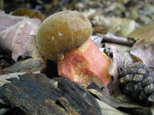 Klikni pro velký obrázek