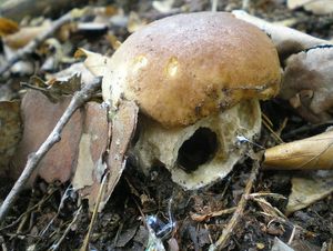 Klikni pro velký obrázek