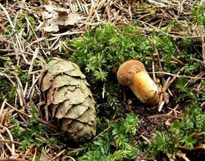 Klikni pro velký obrázek