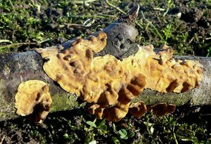 Klikni pro velký obrázek