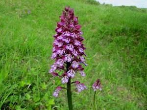 Klikni pro velký obrázek