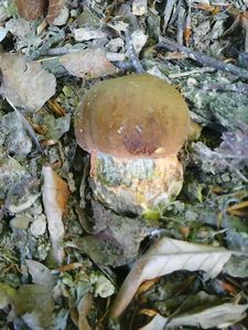 Klikni pro velký obrázek