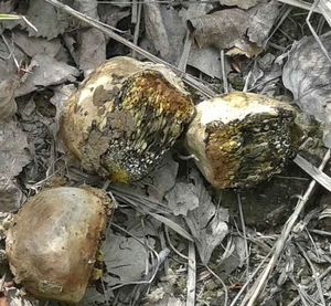 Klikni pro velký obrázek