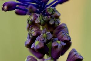 Modřenec chocholatý (Muscari comosum)
