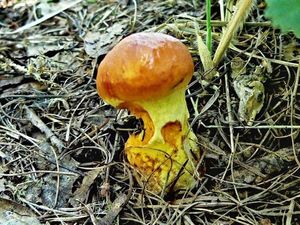 Klikni pro velký obrázek