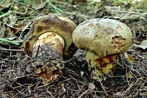 Klikni pro velký obrázek