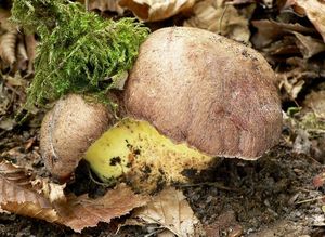 Klikni pro velký obrázek