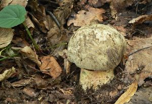 Klikni pro velký obrázek