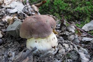 Klikni pro velký obrázek