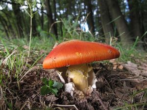 Klikni pro velký obrázek