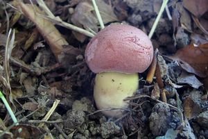 Klikni pro velký obrázek