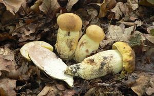 Klikni pro velký obrázek