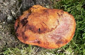 Klikni pro velký obrázek