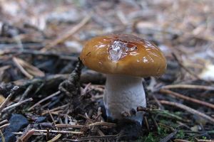 Klikni pro velký obrázek