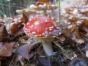 Klikni pro velký obrázek