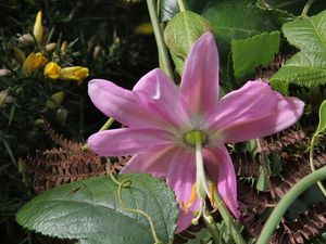 Klikni pro velký obrázek