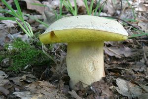 Hřib plavý - Boletus impolitus Fr. 1838