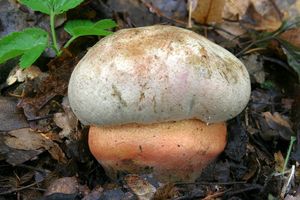 Klikni pro velký obrázek