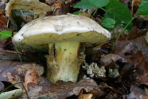 Klikni pro velký obrázek