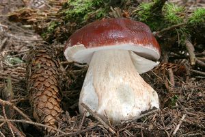 Klikni pro velký obrázek