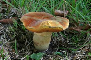 Klikni pro velký obrázek