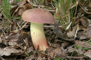 Klikni pro velký obrázek