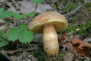 Klikni pro velký obrázek