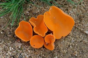 Klikni pro velký obrázek