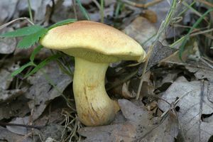 Klikni pro velký obrázek