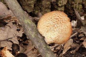 Klikni pro velký obrázek