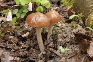 Klikni pro velký obrázek