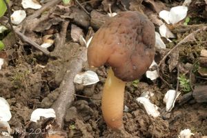 Klikni pro velký obrázek