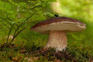 Klikni pro velký obrázek