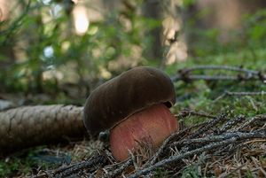 Klikni pro velký obrázek