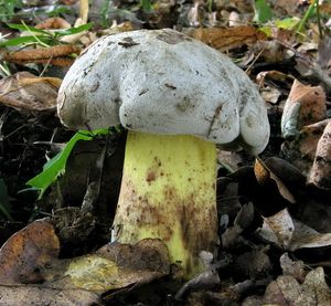 Klikni pro velký obrázek