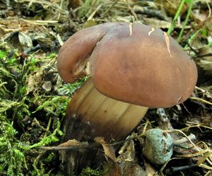 Klikni pro velký obrázek