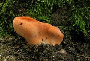 Klikni pro velký obrázek