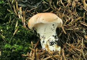 Klikni pro velký obrázek