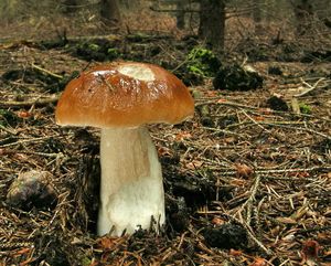 Klikni pro velký obrázek