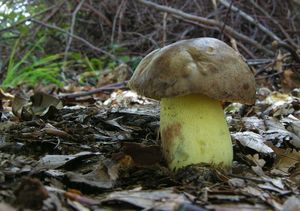 Klikni pro velký obrázek