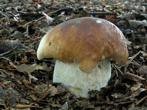 Klikni pro velký obrázek