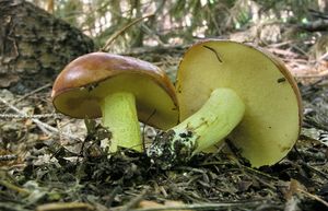 Klikni pro velký obrázek