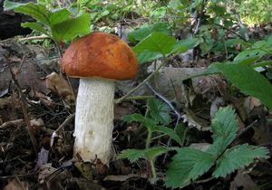 Klikni pro velký obrázek