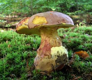 Klikni pro velký obrázek