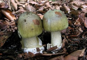 Klikni pro velký obrázek